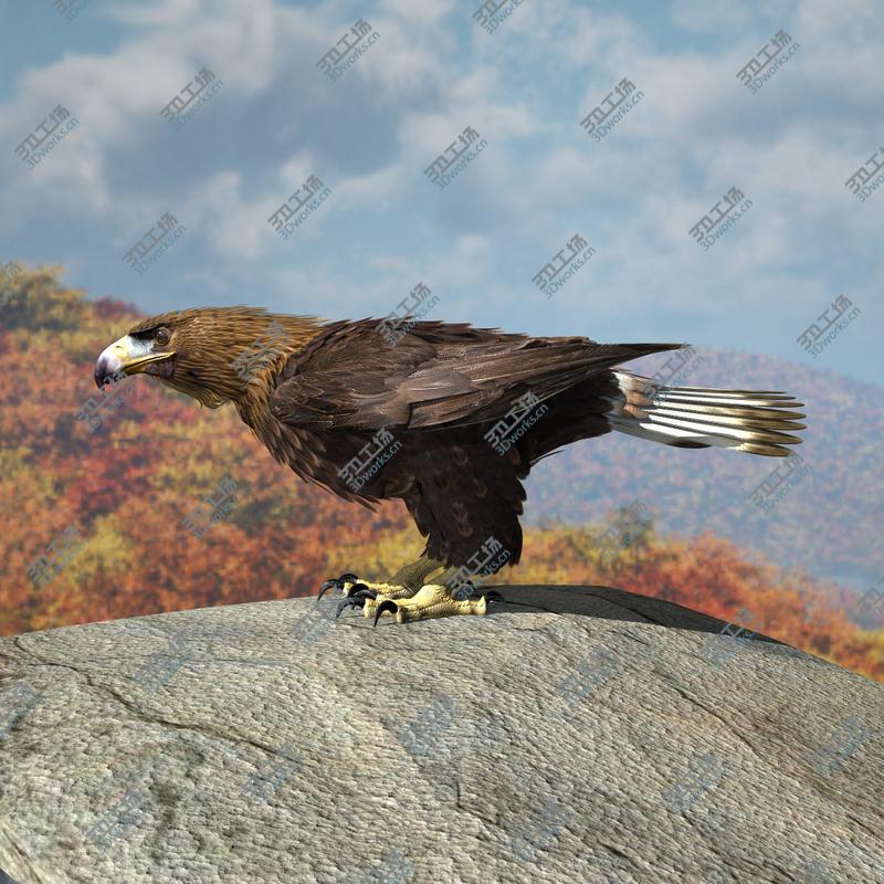 images/goods_img/20210113/Golden Eagle/3.jpg